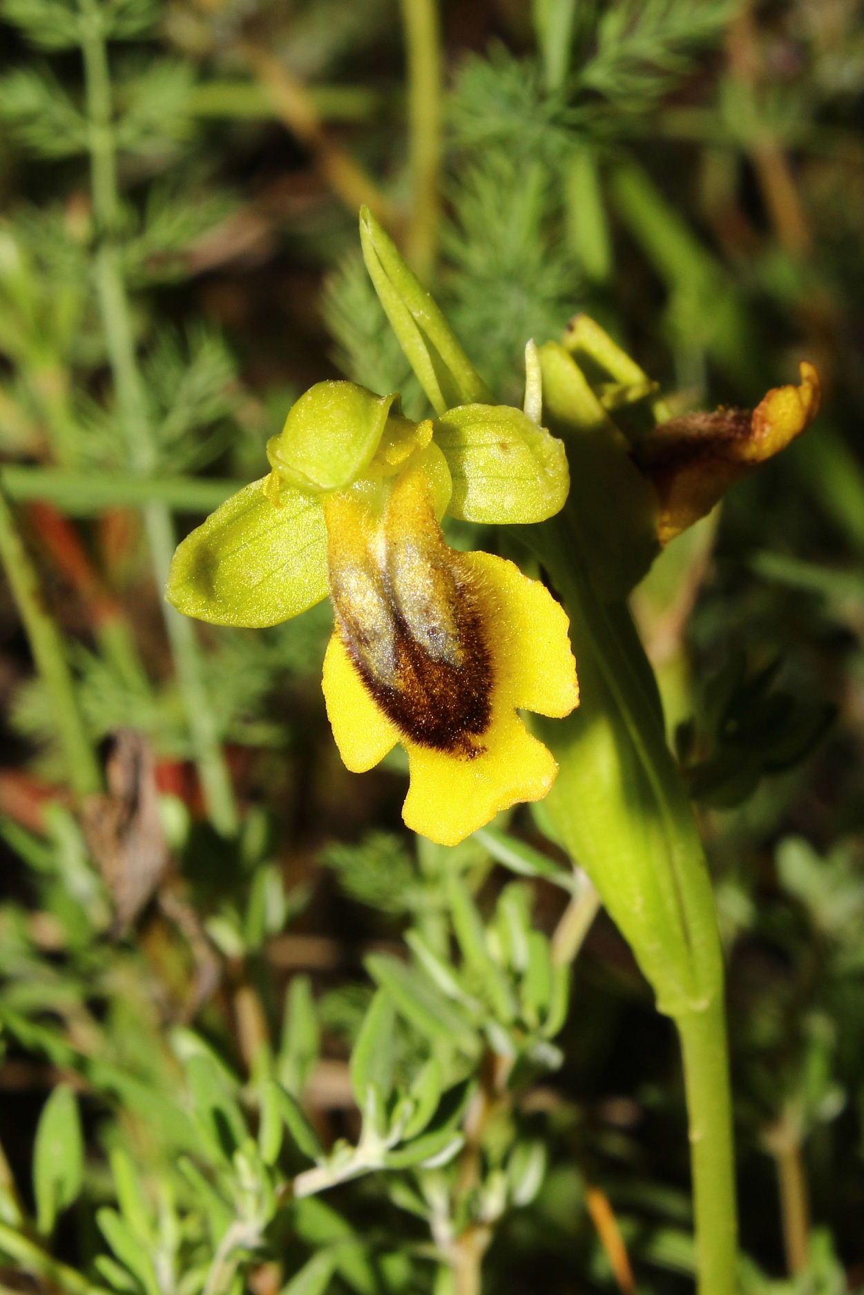 Orchidee dell''Imperiese